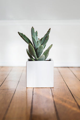 Mini Square Planter