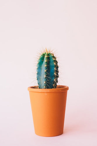 Tall Terracotta Planter