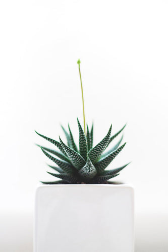 Aloe Vera Plant