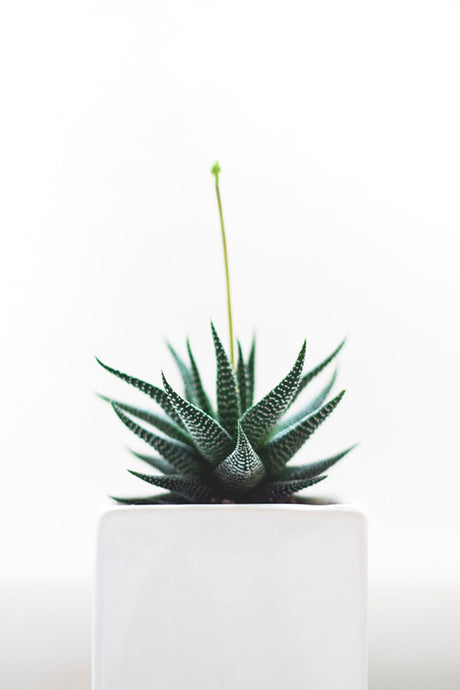 Aloe Vera Plant